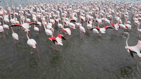 Eber Gölü'nde Flamingoların Renkli Dansı