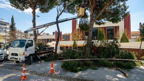 Efeler'de Çam Ağaçları Bakıma Alındı