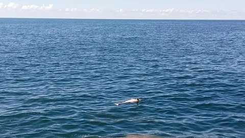 Karadeniz Ereğli'de Ölü Yunus Bulundu