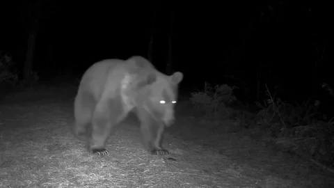 Karabük'te Boz Ayılar Görüntülendi