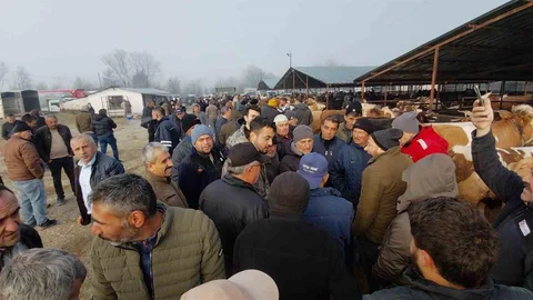 Bolu'da Hayvan Pazarında Fiyat Pazarlıkları