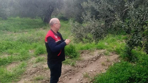 Zeytin Üretiminde Tuzak Uygulamaları Başladı