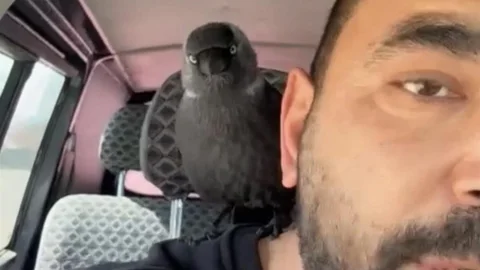 Düzce'de Karga Yolculuğu