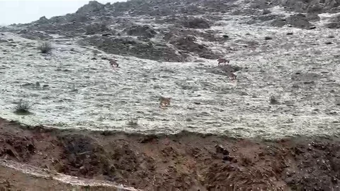 Hakkari'de Dağ Keçileri Görüntülendi