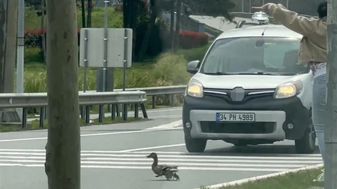 İstanbul'da Ördek Ailesi Geçiş Yaptı