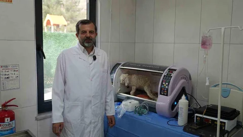 Gürsu Butik Hayvanat Bahçesi Açıldı