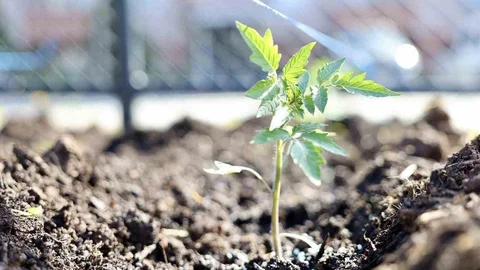 Kocaeli'de Ata Tohumu Üretimi Başladı