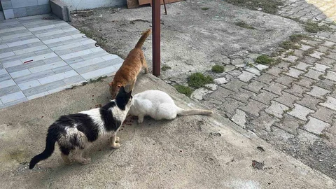 Kötü Şartlarda Tutulan Hayvanlar Kurtarıldı