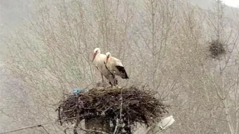 Sivas'ta Leylekler Karla Karşılaştı