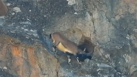 Dev Boynuzlu Dağ Keçisi Dar Mağaraya Girdi