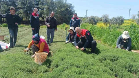 Altınözü’nde Zahter Hasadı Başladı