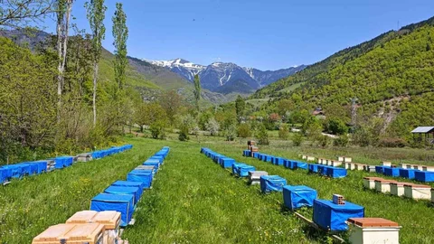 Artvin'de Hava Sıcaklığı Arıcılığı Etkiliyor