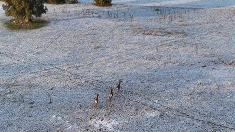 Eskişehir'de Geyiklerin Koşusu Dronla Görüntülendi