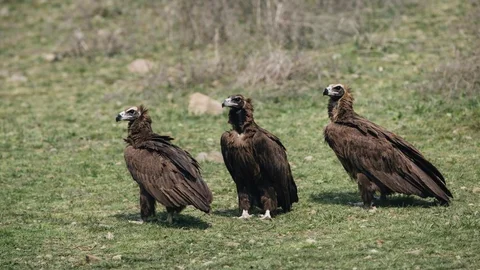 Kızılcahamam'da Kara Akbabalar Görüntülendi