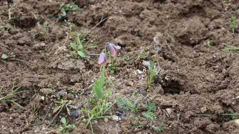Kütahya'da Ters Lale Sürprizi
