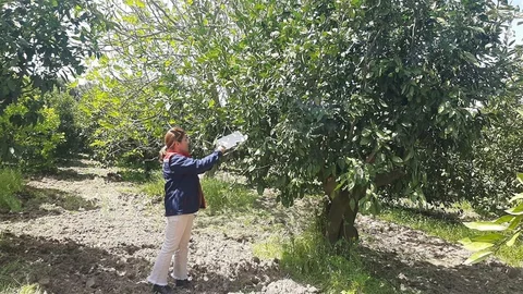 Aydın'da Tarım Arazilerinde Denetim