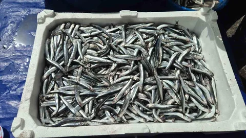 Tekirdağ'da Av Yasağı Öncesi Yoğunluk