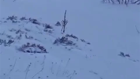Erzurum'da Kangal Köpekleri Kurt Saldırısını Engelledi
