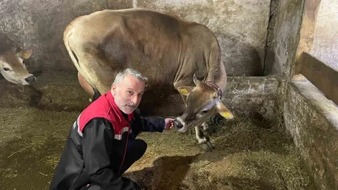 Danimarka ve Amerika Hayvanları Of'ta Uyum Sağladı