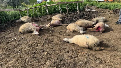 Aydın'da Kurt Saldırısı Tedirgin Etti