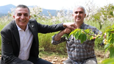 Manisa'da Kiraz Hasadı Hazırlıkları Sürüyor