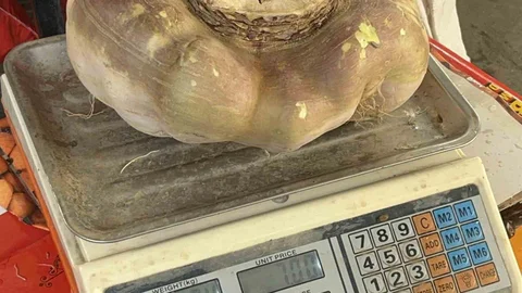 Batman'da Dev Turp Görücüye Çıktı