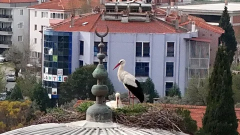 Menteşe'de Leylekler Geri Döndü