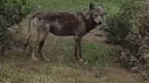 Buldan'da Kurt Yeniden Görüldü