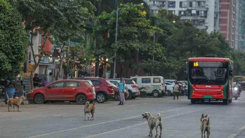 Hindistan'da Sokak Köpeği Sorunu