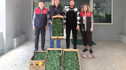 Lüleburgaz'da Hıyar Fidesi Dağıtımı Yapıldı