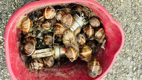 Bolu’da Kaçak Salyangoz Ele Geçirildi