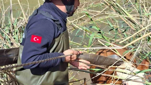 Şanlıurfa'da İnekler Kurtarıldı