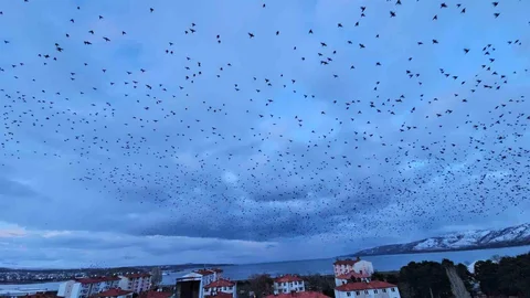 Tatvan'da Binlerce Kuş Gökyüzünde Uçtu