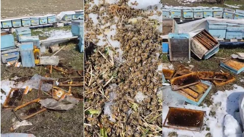 Kış Uykusundan Uyanan Ayılar Hakkari'de Arılı Kovanlara Saldırdı