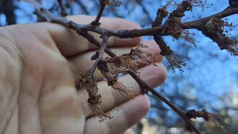Erzincan'da Kayısı Çiçekleri Dondu