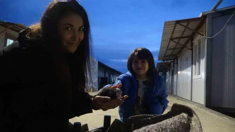 Kedinin Yavru Yuvası Konteyner Oldu