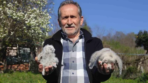 Ordu'da Baykuş ve Çiftçi Dostluğu