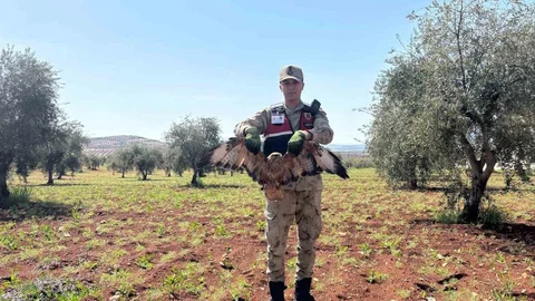 Kilis'te Yaralı Kızıl Şahin Bulundu