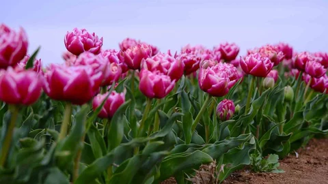 Karaman'da Lale Tarlası Hazır