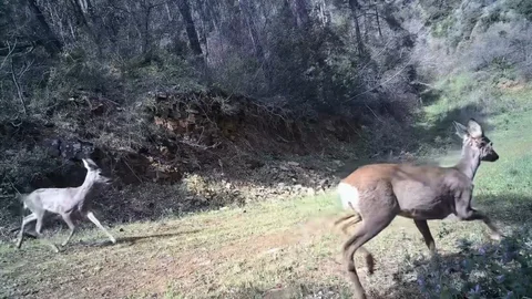 Tekirdağ'da Karacalar Kamerada