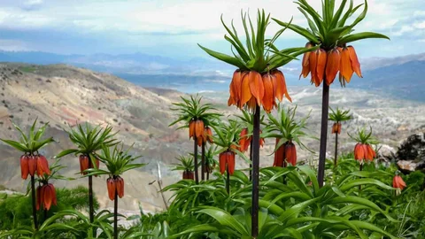 Sakız Dağı’nda Ters Laleler Açtı