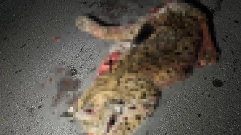 Burdur'da Vaşak Öldürüldü