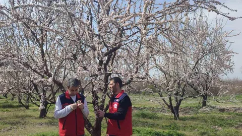 Afyonkarahisar'da Zirai Don Tespiti Yapıldı
