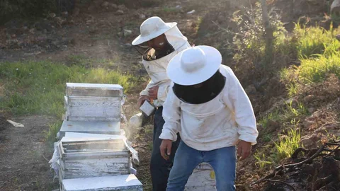 Aydın’da Arıcılıkta Umut Verici Gelişmeler