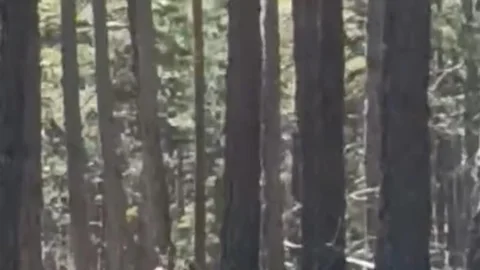 Geyik Sürüsü Ormanda Görüntülendi