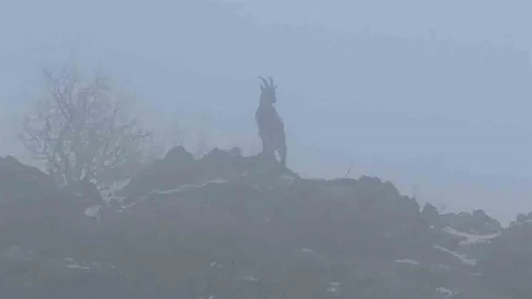 Adıyaman'da Dağ Keçileri Görüntülendi