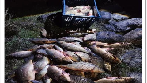 Bolu'da Kaçak Avcılığa Müdahale