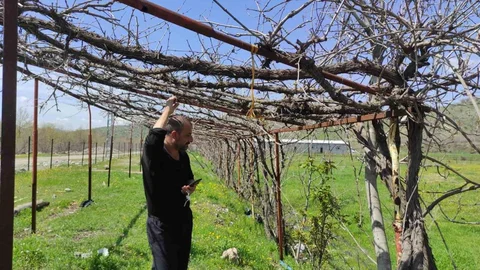 Batman’da Hava Değişiklikleri Meyve Üretimini Etkiledi