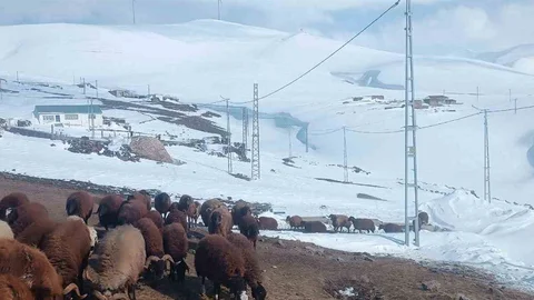 Ağrı'da Nisan Ayında Kar Yağışı Etkili Oldu