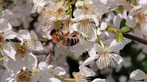 Bolu'da Bahar ile Arıların Hareketliliği